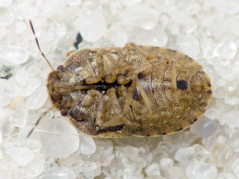 Sciocoris distinctus Fieber, 1851